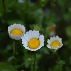 カンシロギク　強さ