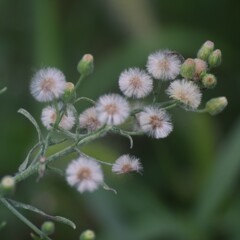 野に咲く、野に飛ぶ