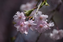 優美　小彼岸桜