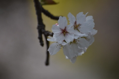 桜咲く　暖かい春