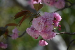 関山桜　感謝