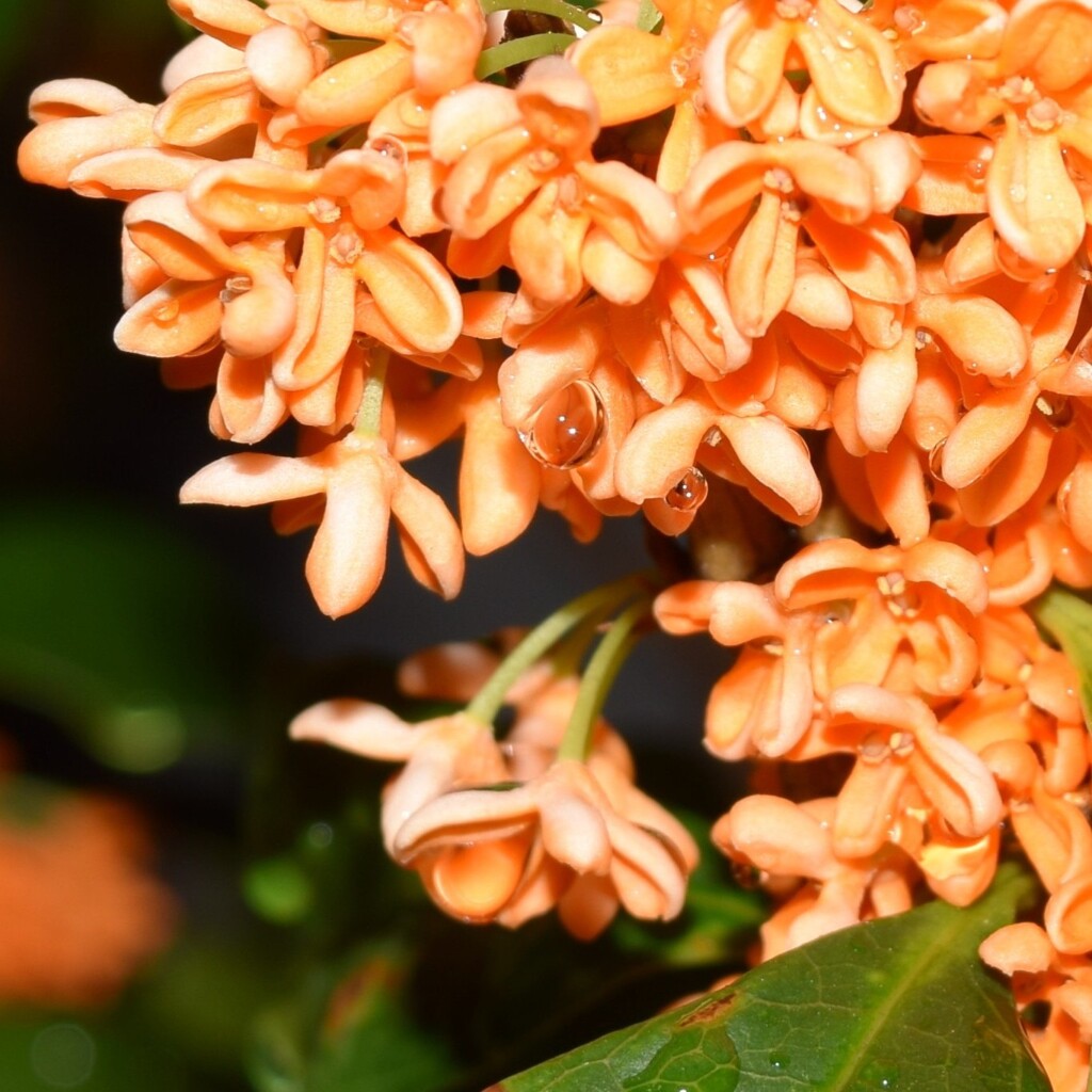 雨の後　金木犀　夜の光