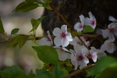 WarmSpring優美