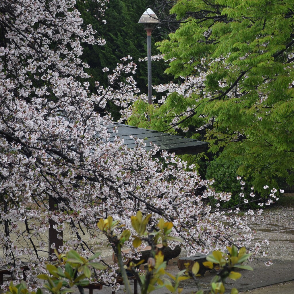 春雨　サクラ　緑　自然
