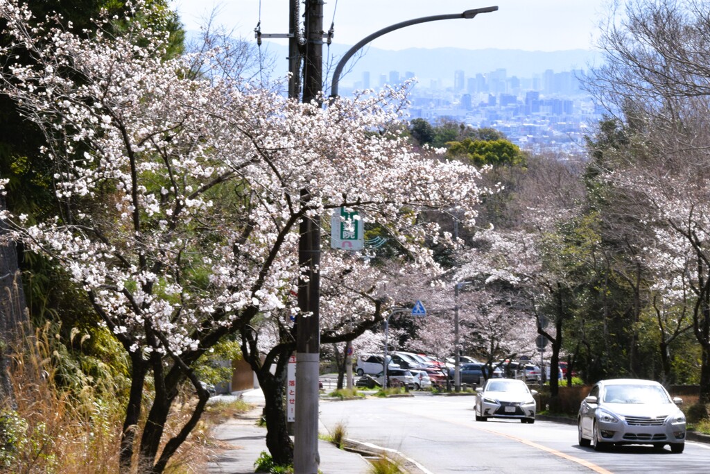 桜咲き　町