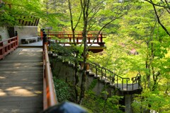木々が下まで
