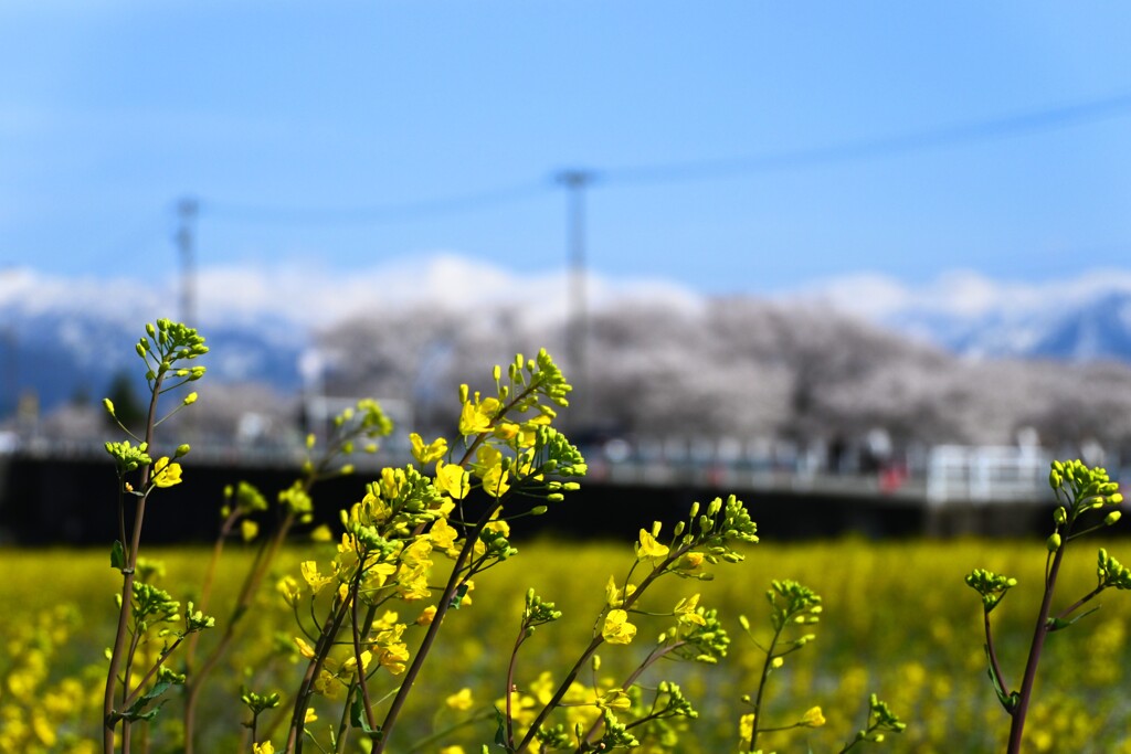 富山の春