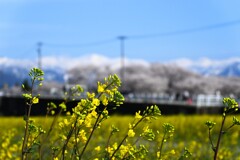 富山の春