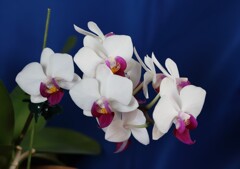 DC_OSAM4842
