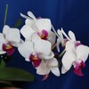 DC_OSAM4842