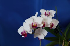 DC_OSAM4709