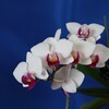 DC_OSAM4709