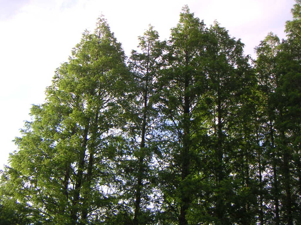 PICT0077