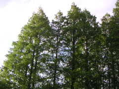 PICT0077