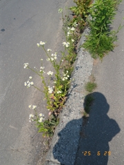 お散歩