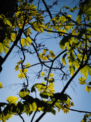 P4302743