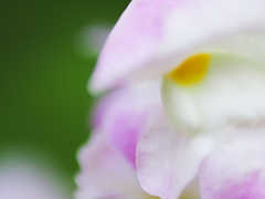 P4272545