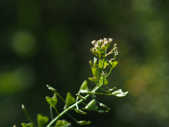 P4302767