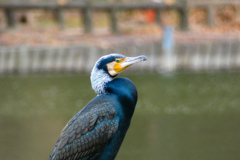 P1000932_edited