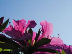 P4302734