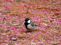 P1000791_edited