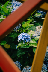 紫陽花