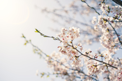 桜