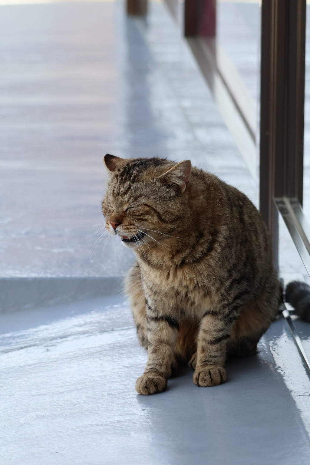 地域猫②