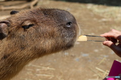 カピバラ②