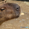 カピバラ②