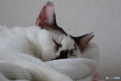 ぐっすり。