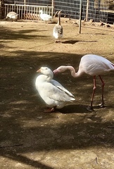 ちょっかい
