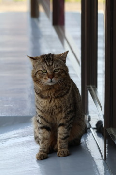 地域猫①