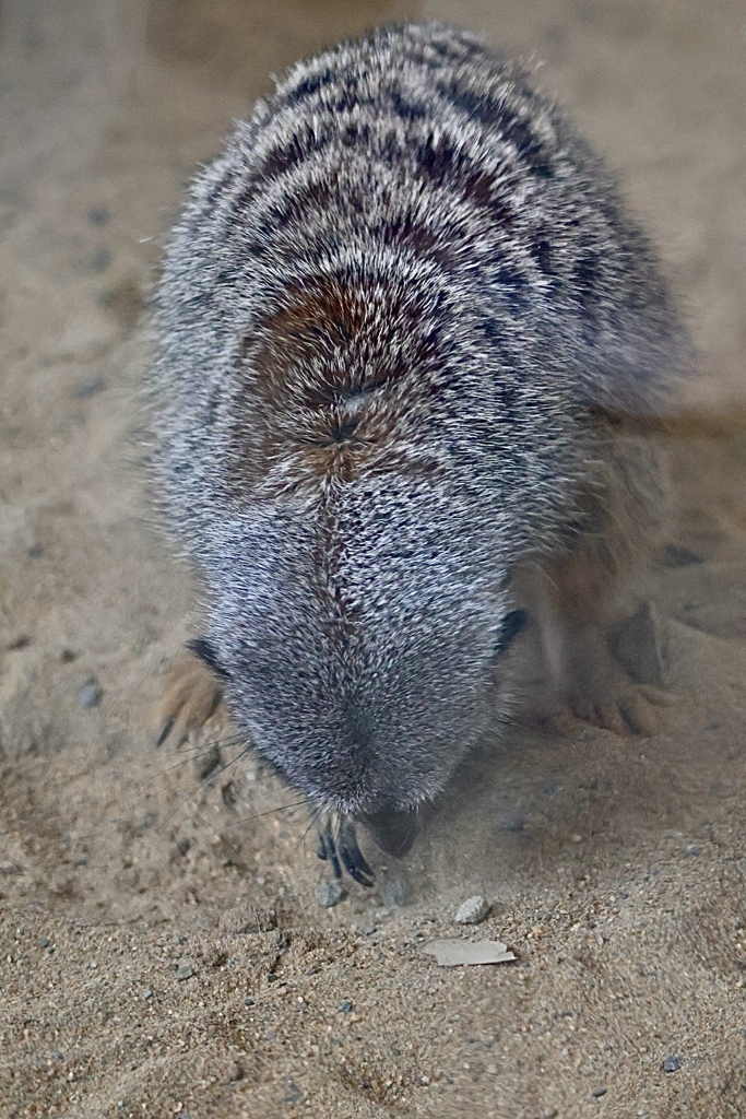 ミーアキャット