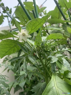 ピーマンのお花
