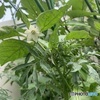 ピーマンのお花