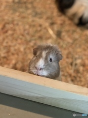 ｺﾝﾆﾁﾊ