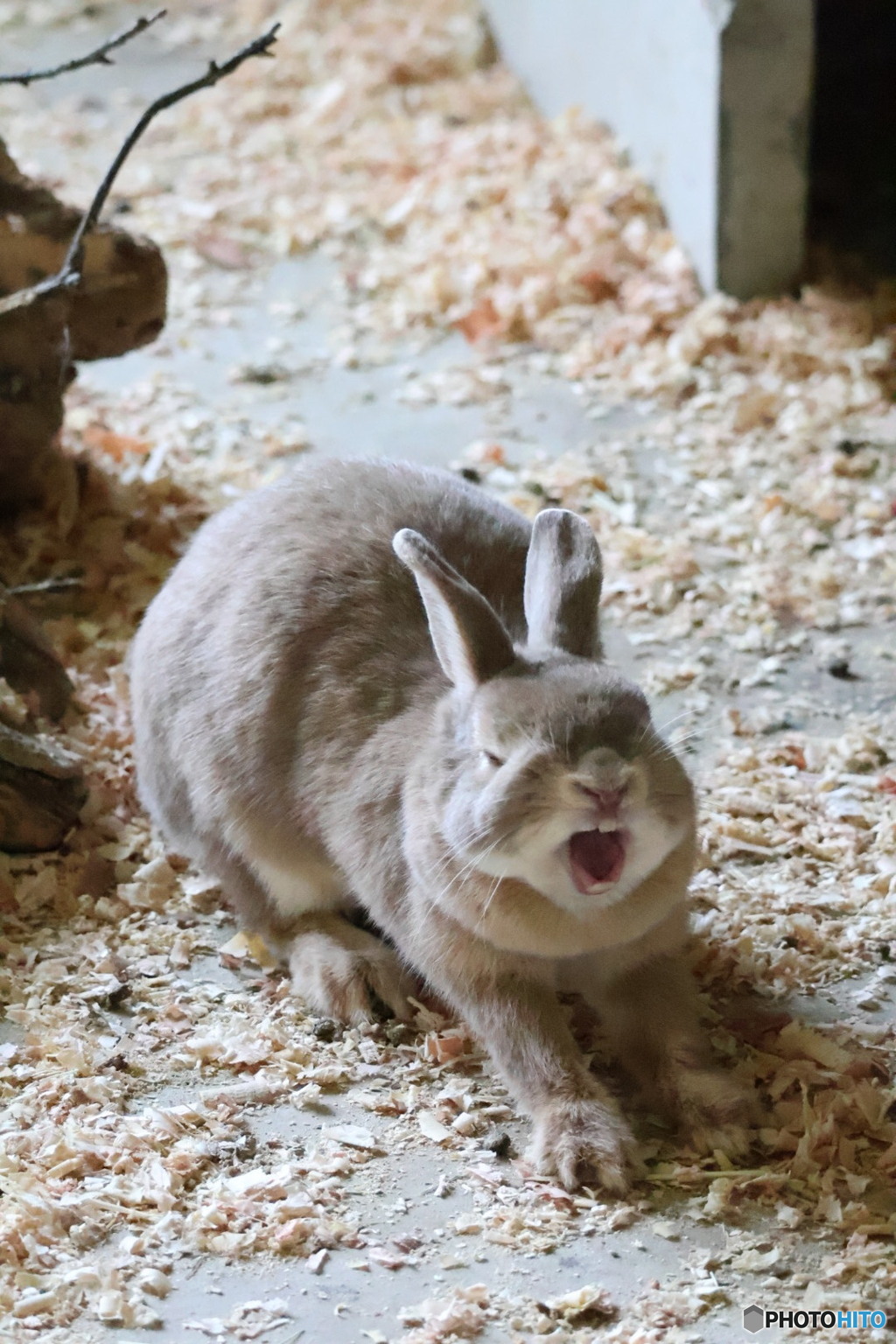 大あくび