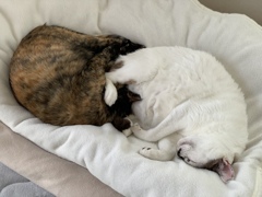 技をかける猫