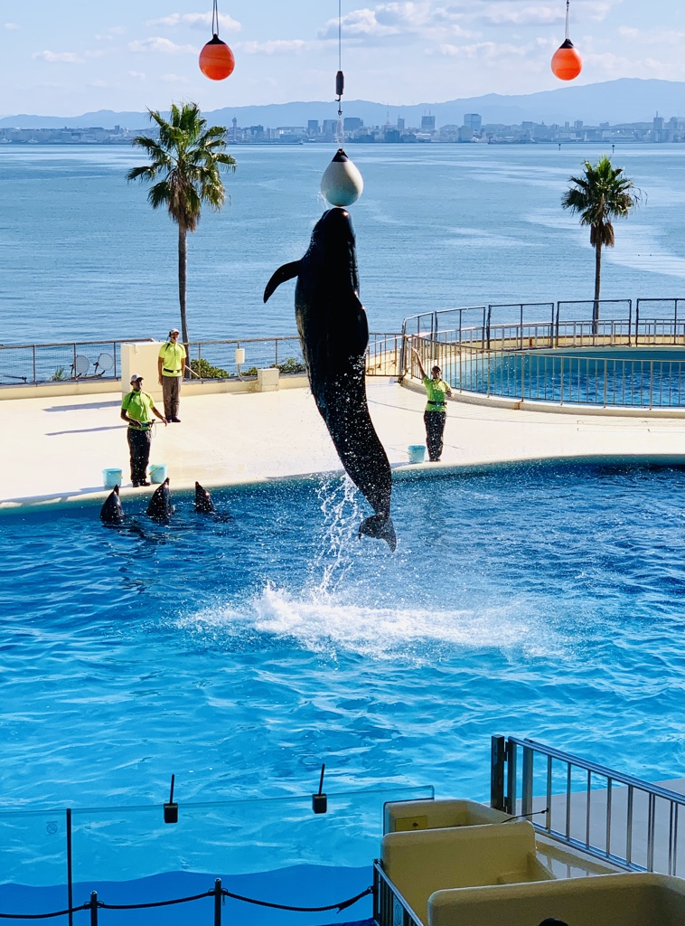 コビレゴンドウ