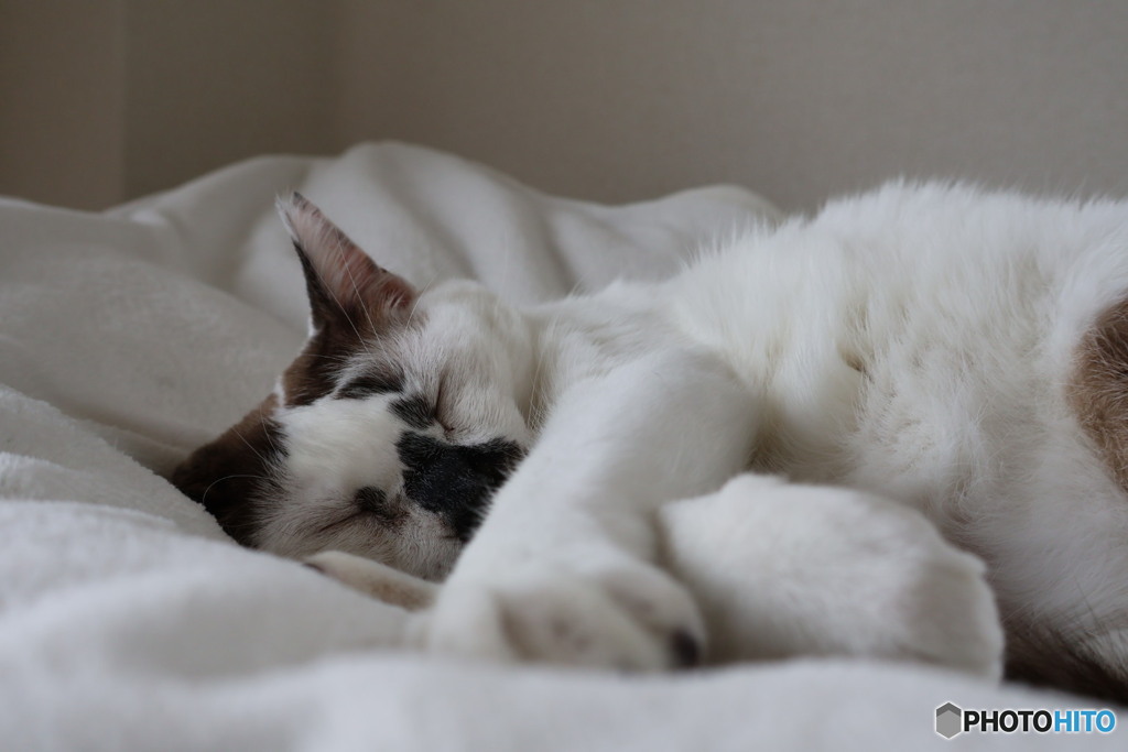 うちの猫