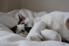うちの猫