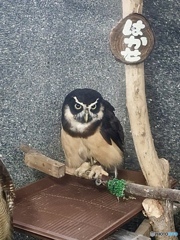 メガネフクロウ