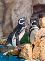 マゼランペンギン