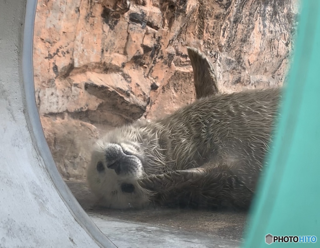 アザラシの赤ちゃん