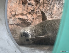 アザラシの赤ちゃん