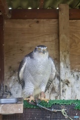 オオタカ