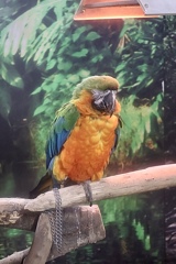 ルリコンゴウインコ