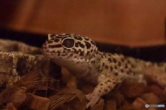 ヒョウモントカゲモドキ