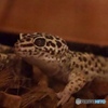 ヒョウモントカゲモドキ